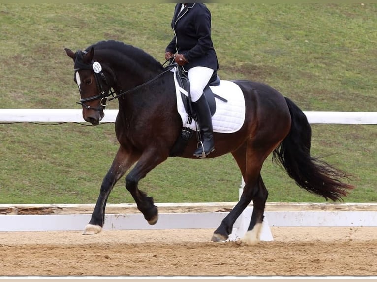 Welsh-D Jument 14 Ans 151 cm Bai brun in Iffeldorf