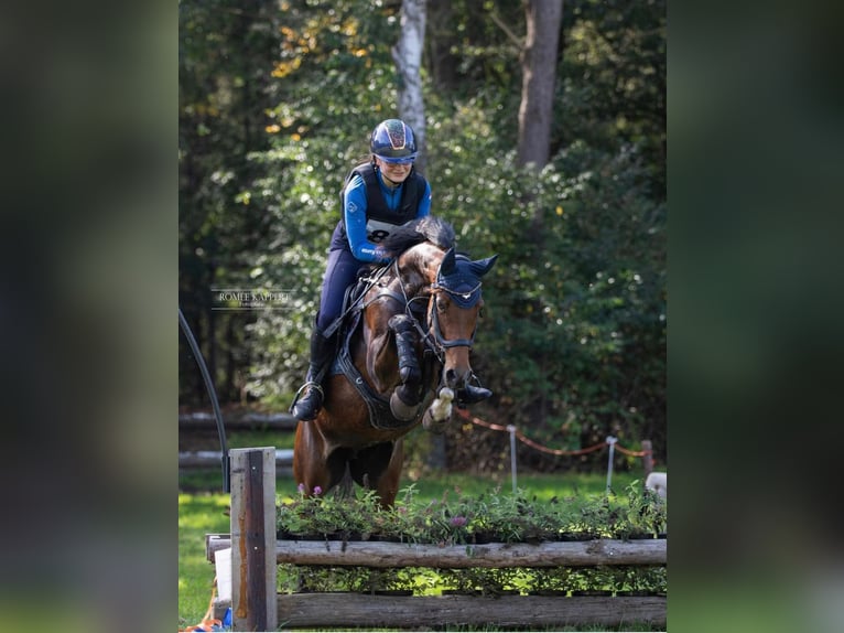 Welsh-D Jument 14 Ans 152 cm Bai brun in Steenderen