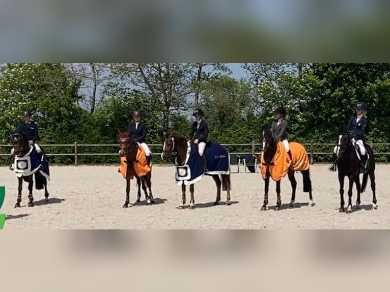 Welsh-D Jument 14 Ans 152 cm Bai brun in Steenderen