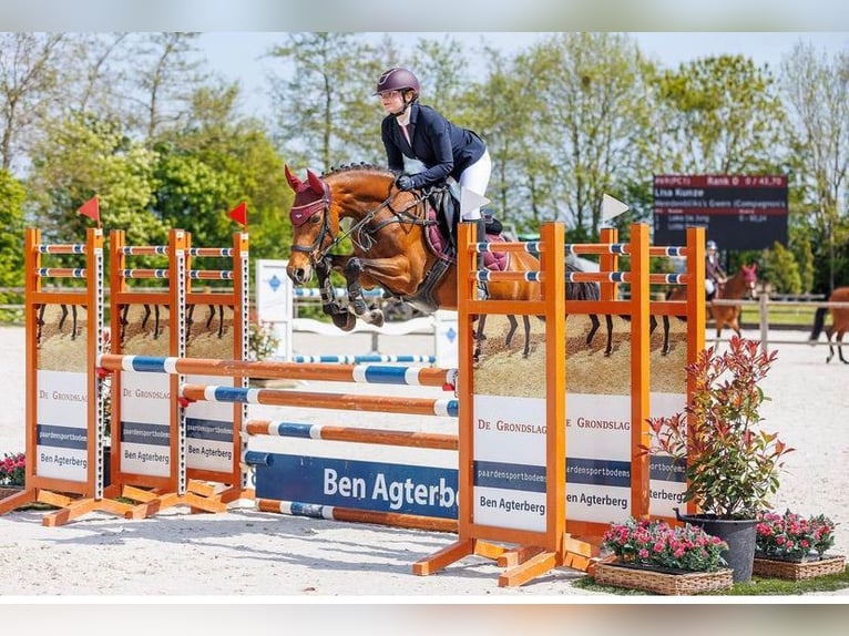 Welsh-D Jument 14 Ans 152 cm Bai brun in Steenderen