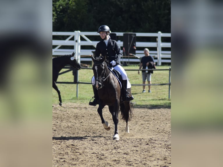 Welsh-D Jument 15 Ans 142 cm Noir in L&#xFC;dersdorf