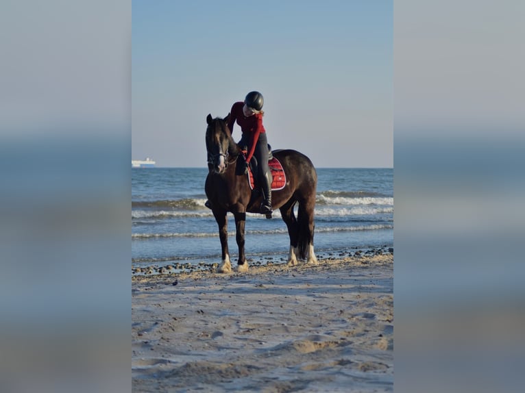 Welsh-D Jument 15 Ans 142 cm Noir in L&#xFC;dersdorf