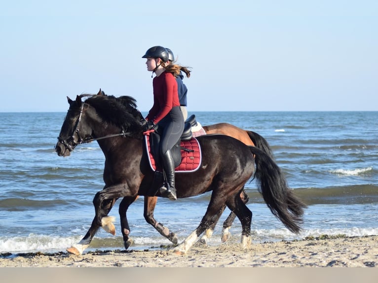 Welsh-D Jument 15 Ans 142 cm Noir in L&#xFC;dersdorf