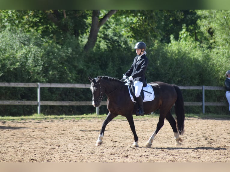 Welsh-D Jument 15 Ans 142 cm Noir in L&#xFC;dersdorf
