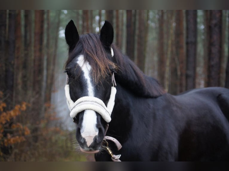 Welsh-D Jument 15 Ans 142 cm Noir in L&#xFC;dersdorf