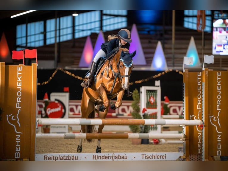 Welsh-D Jument 17 Ans 152 cm Alezan in Düsseldorf