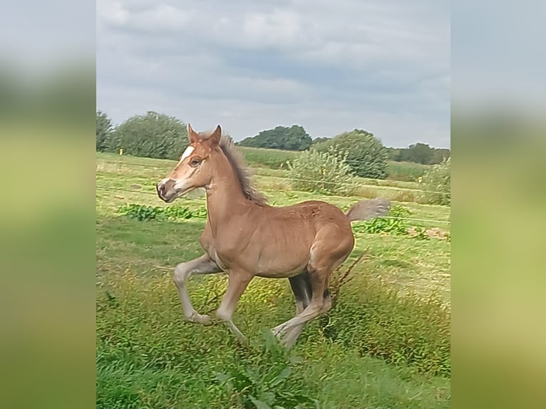 Welsh-D Jument 18 Ans 149 cm Noir in Großefehn