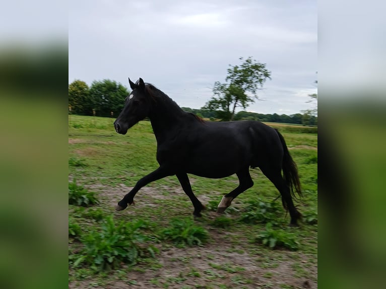 Welsh-D Jument 18 Ans 149 cm Noir in Großefehn