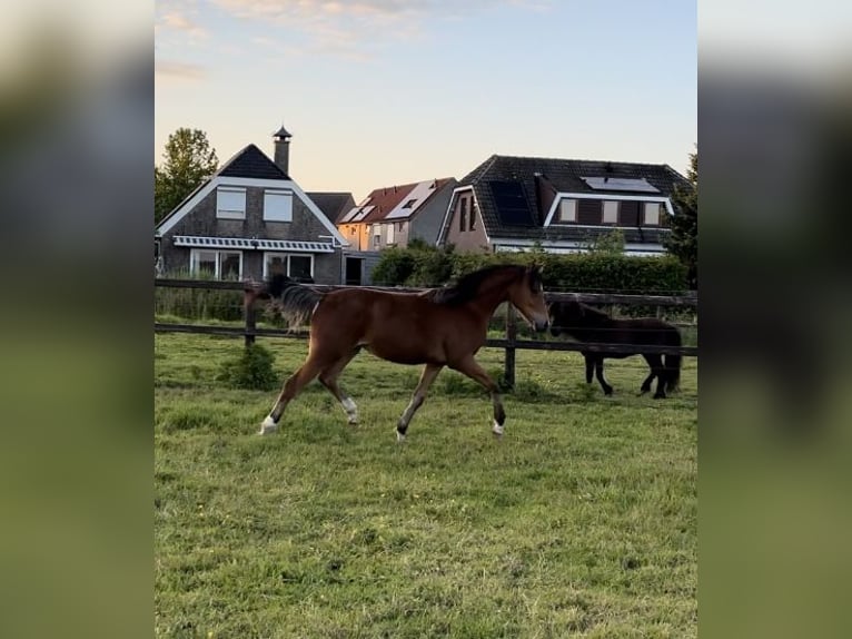 Welsh-D Jument 1 Année 145 cm Bai brun in Nieuwe Tonge