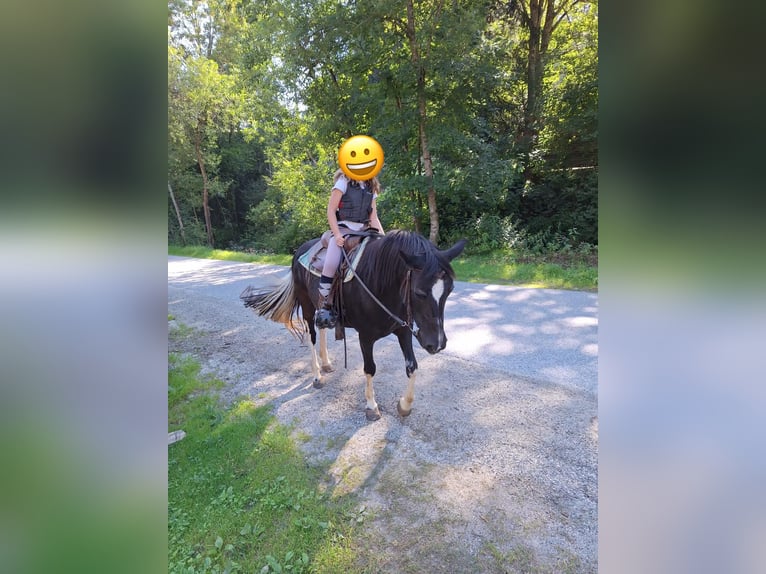 Welsh-D Croisé Jument 20 Ans 143 cm Noir in Ratten