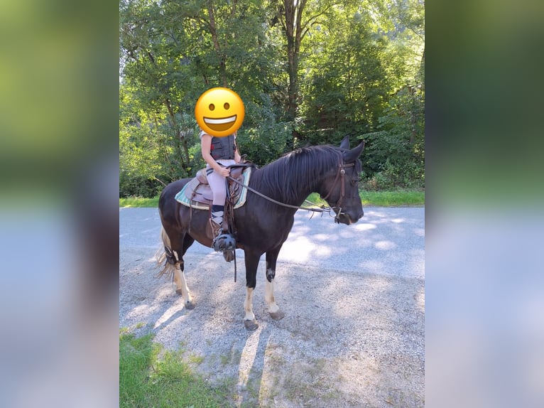 Welsh-D Croisé Jument 20 Ans 143 cm Noir in Ratten