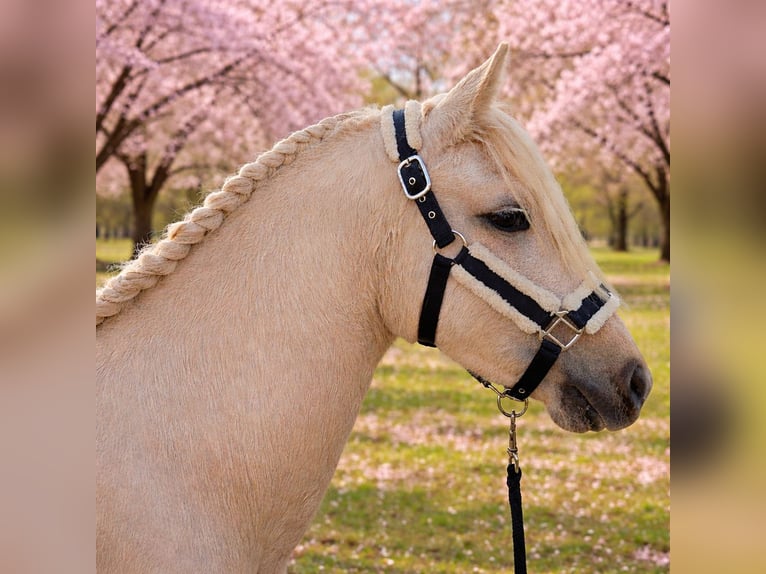 Welsh-D Jument 2 Ans 135 cm Palomino in Filsum