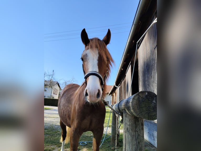 Welsh-D Jument 2 Ans 145 cm Alezan in Wendling