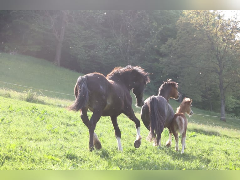 Welsh-D Jument 2 Ans 152 cm Bai brun in Fürth