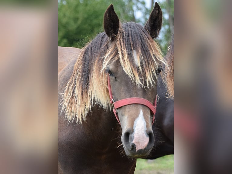 Welsh-D Jument 2 Ans Bai in Wustermark