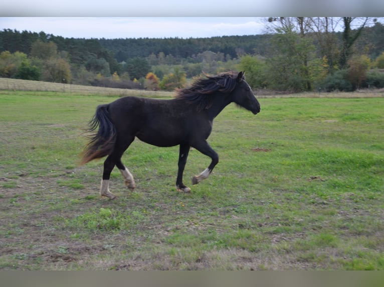 Welsh-D Jument 2 Ans Noir in Klein Vielen