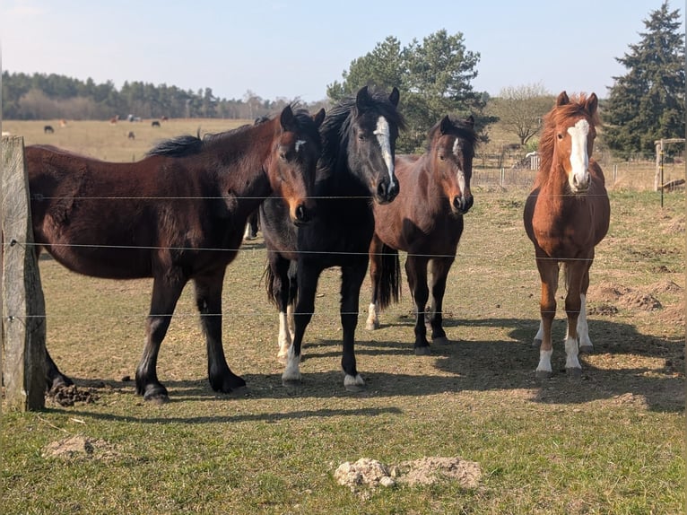 Welsh-D Jument 2 Ans Noir in Klein Vielen