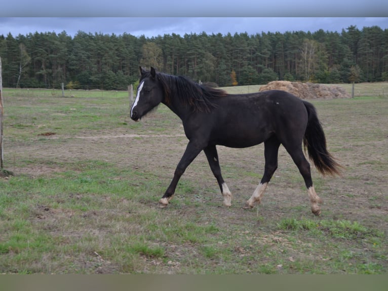Welsh-D Jument 2 Ans Noir in Klein Vielen