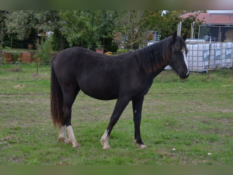 Welsh-D Jument 2 Ans Noir in Klein Vielen