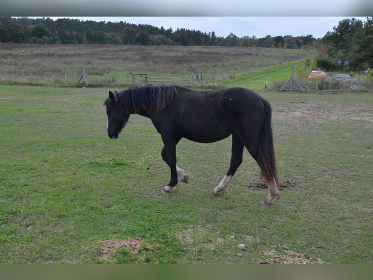 Welsh-D Jument 2 Ans Noir in Klein Vielen