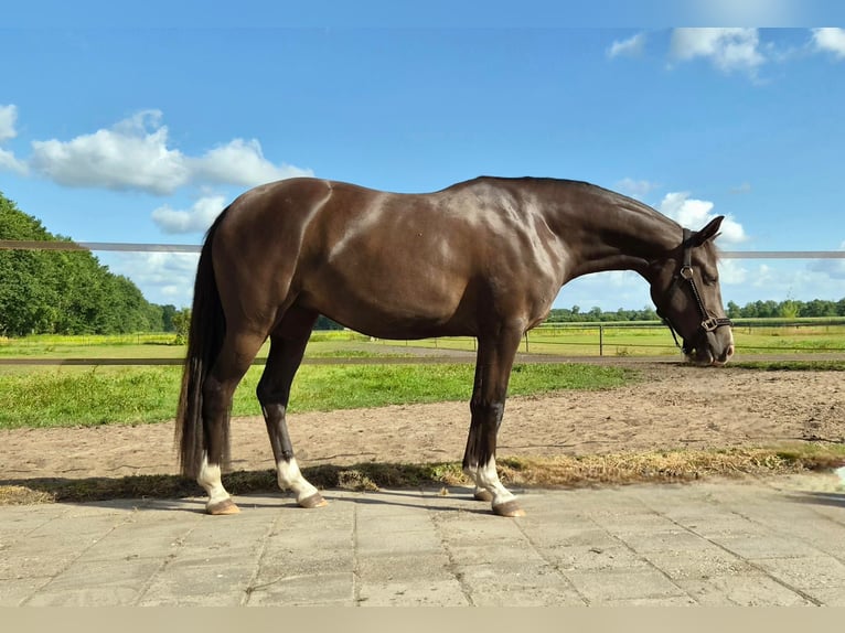 Welsh-D Jument 3 Ans 142 cm  in Dwingeloo