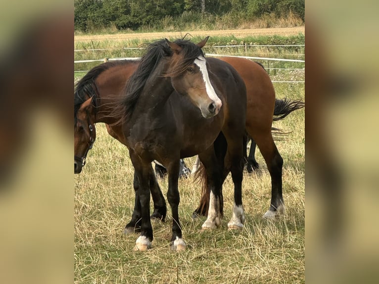 Welsh-D Jument 3 Ans 143 cm Bai brun in Ringsted