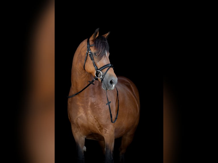 Welsh-D Jument 3 Ans 148 cm Buckskin in Rennertshofen