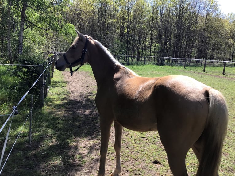 Welsh-D Jument 3 Ans 148 cm Palomino in Zolder