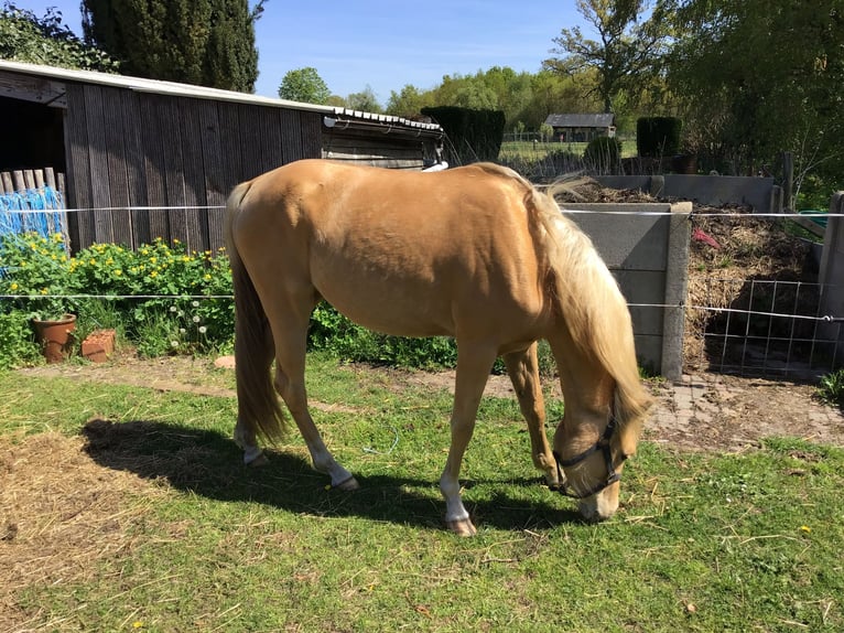 Welsh-D Jument 3 Ans 148 cm Palomino in Zolder