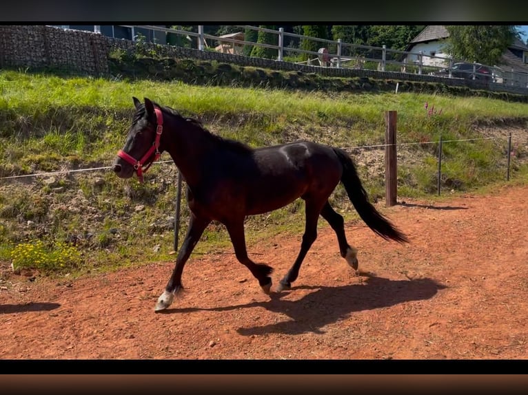 Welsh-D Jument 3 Ans 150 cm Noir in Atzesberg