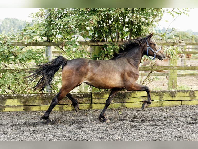 Welsh-D Jument 3 Ans 155 cm Bai brun in Meerbusch