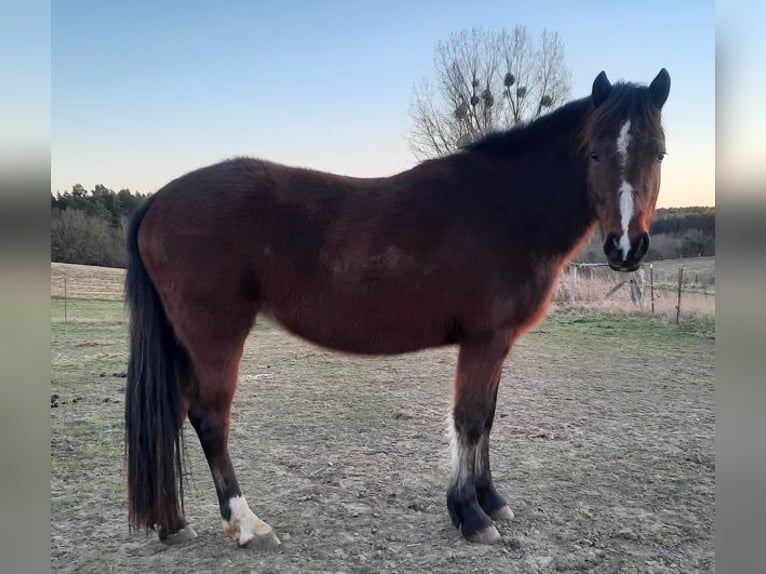 Welsh-D Jument 3 Ans Bai in Klein Vielen