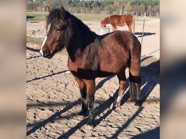 Welsh-D Jument 3 Ans Bai in Klein Vielen