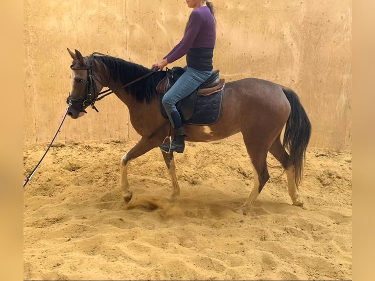 Welsh-D Jument 4 Ans 142 cm  in Daleiden