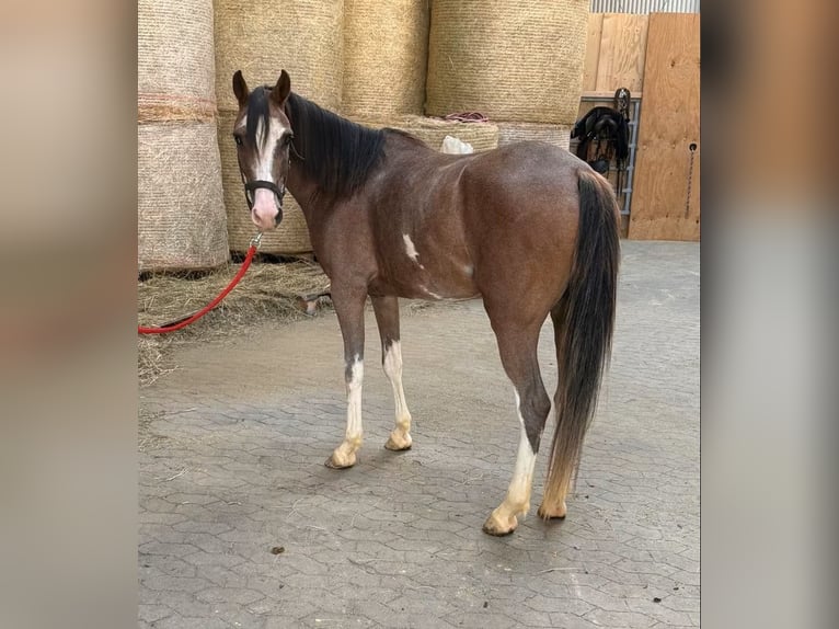 Welsh-D Jument 4 Ans 142 cm  in Daleiden