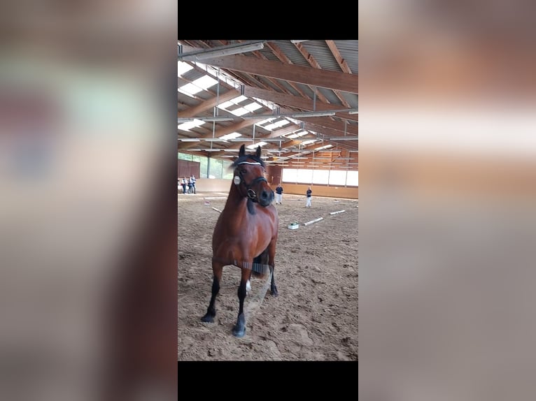 Welsh-D Jument 4 Ans 143 cm Bai in Traventhal