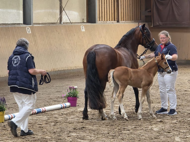 Welsh-D Jument 4 Ans 143 cm Bai in Traventhal