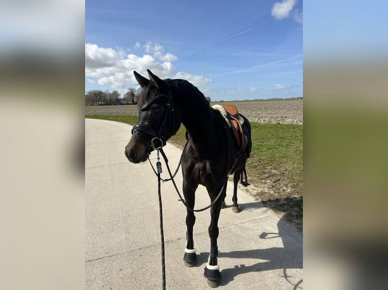 Welsh-D Jument 4 Ans 144 cm Bai brun in Uithuizermeeden