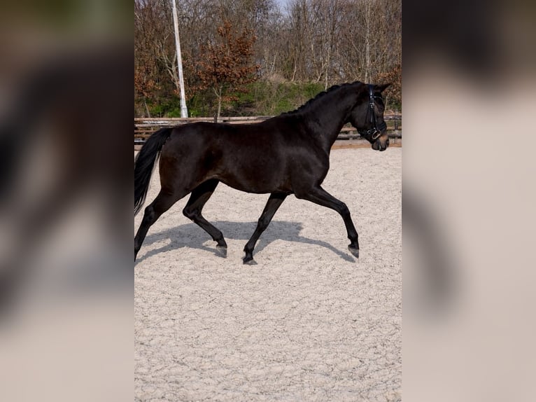 Welsh-D Jument 4 Ans 144 cm Bai brun in Uithuizermeeden