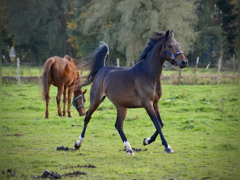 Welsh-D Jument 4 Ans 145 cm Bai brun in Lijnden