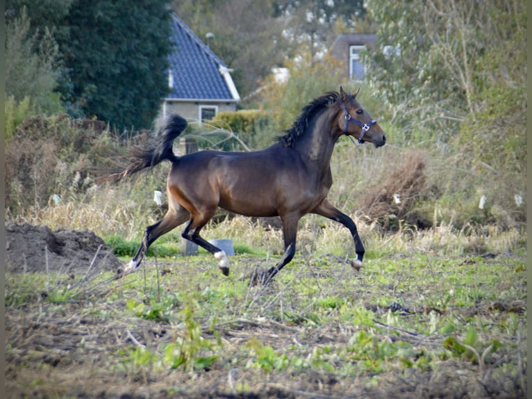 Welsh-D Jument 4 Ans 145 cm Bai brun in Lijnden