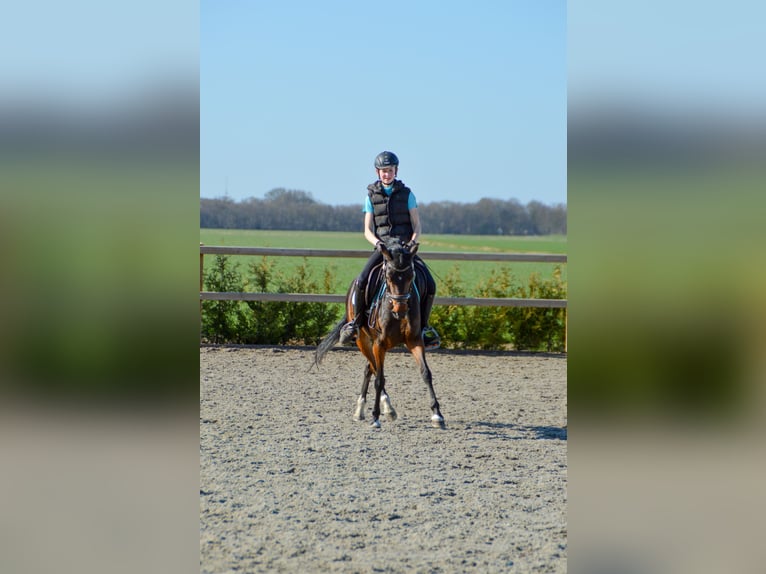 Welsh-D Jument 4 Ans 145 cm Bai brun in Lijnden