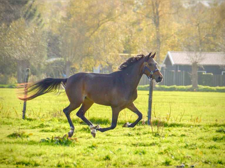 Welsh-D Jument 4 Ans 145 cm Bai brun in Lijnden
