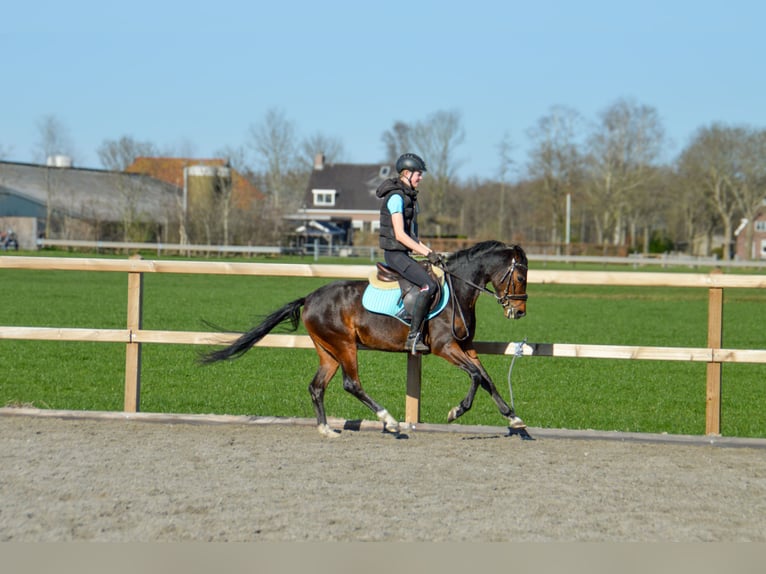 Welsh-D Jument 4 Ans 145 cm Bai brun in Lijnden