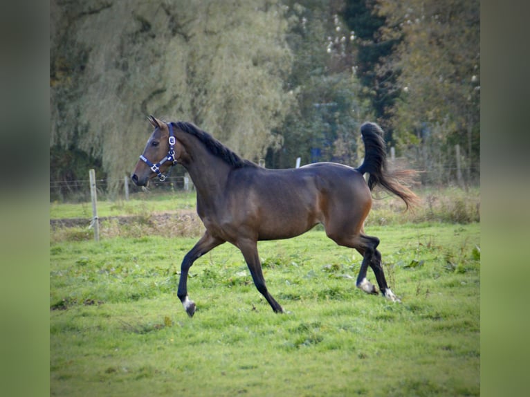 Welsh-D Jument 4 Ans 145 cm Bai brun in Lijnden