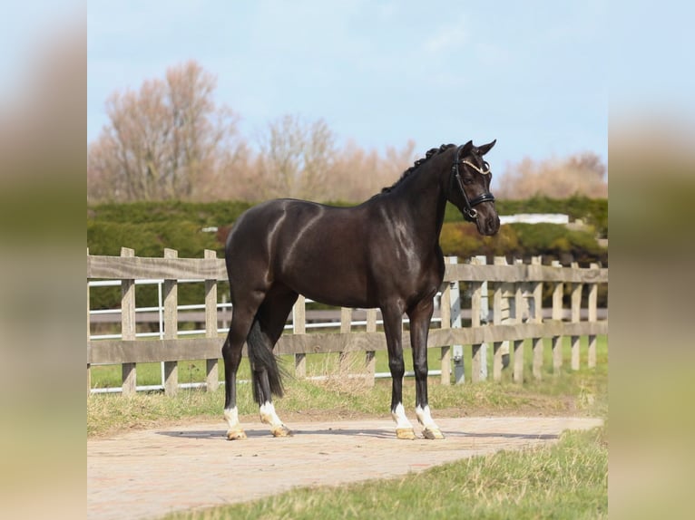 Welsh-D Jument 4 Ans 145 cm Noir in Heemskerk