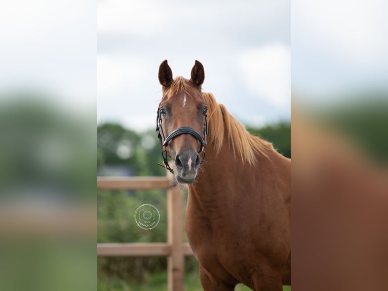 Welsh-D Jument 4 Ans 146 cm Alezan in Nuland