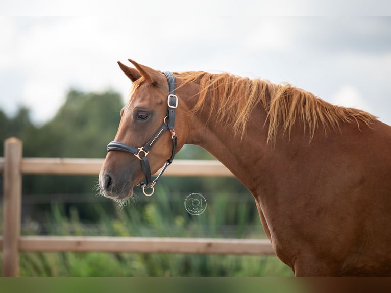 Welsh-D Jument 4 Ans 146 cm Alezan in Nuland