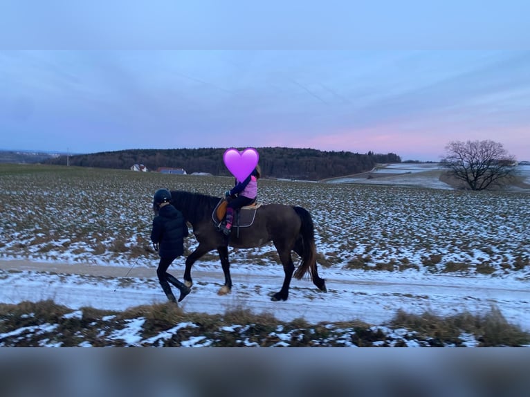 Welsh-D Jument 4 Ans 146 cm Buckskin in Bayern