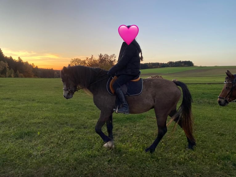 Welsh-D Jument 4 Ans 146 cm Buckskin in Bayern